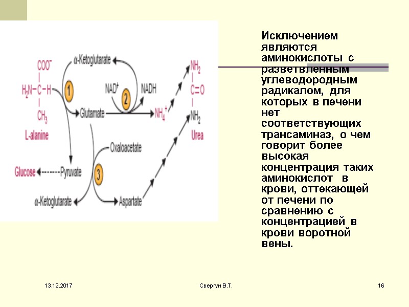 Исключением являются аминокислоты с разветвленным углеводородным радикалом, для которых в печени нет соответствующих трансаминаз,